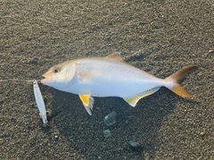 ショゴの釣果