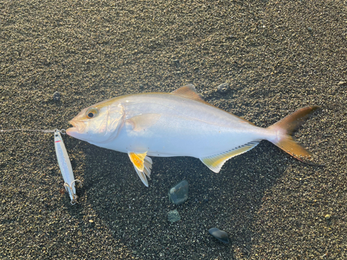 ショゴの釣果