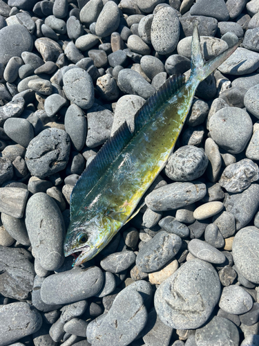 シイラの釣果