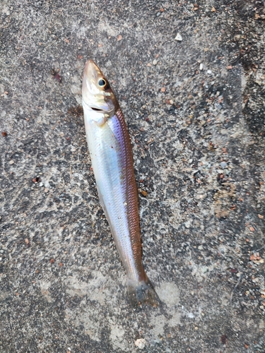 キスの釣果