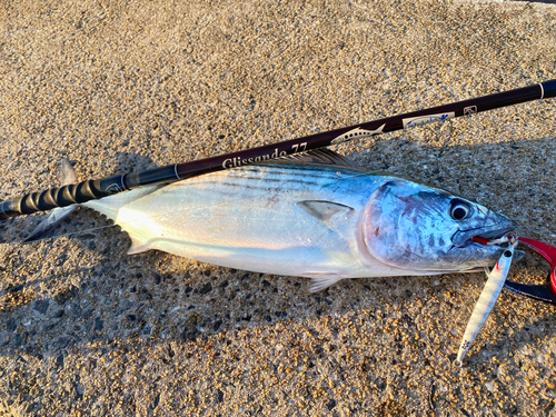 ハガツオの釣果