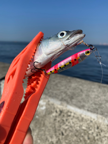 ツバスの釣果