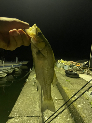 スズキの釣果