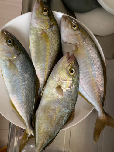 ショゴの釣果