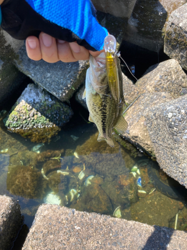 ラージマウスバスの釣果