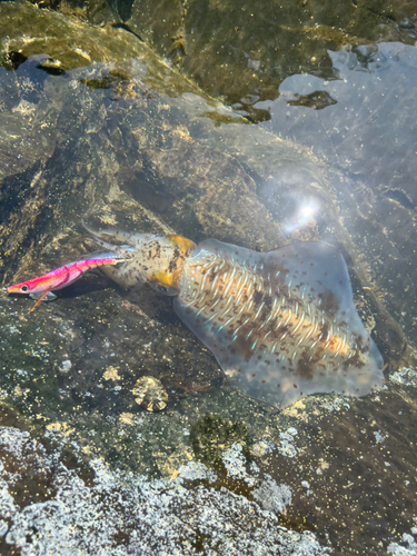 アオリイカの釣果