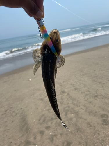 コチの釣果