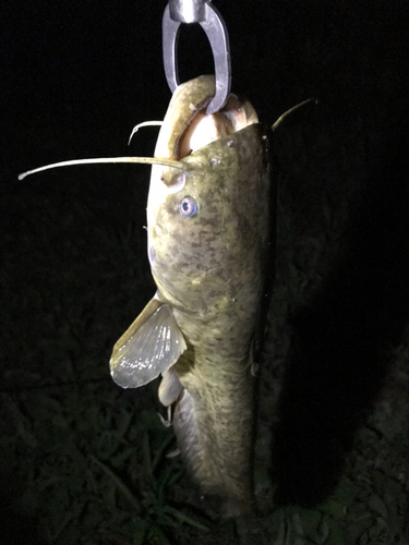 マナマズの釣果