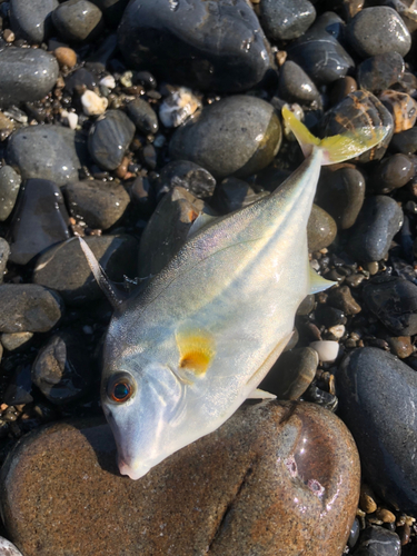 ギマの釣果