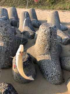 キスの釣果