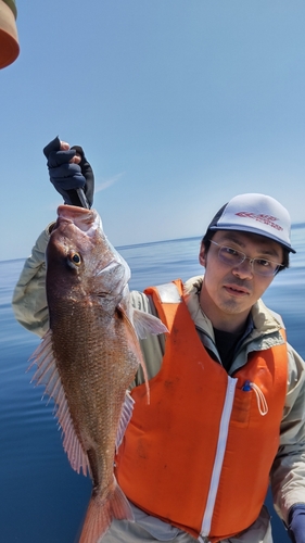 マダイの釣果