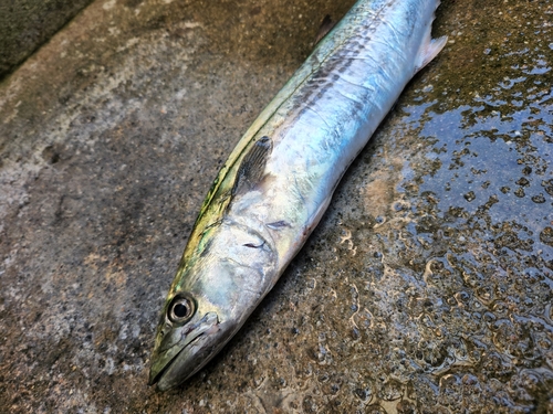 サゴシの釣果