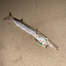 タイワンカマス