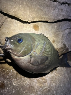 クチブトグレの釣果