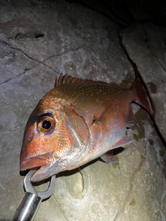 タイの釣果