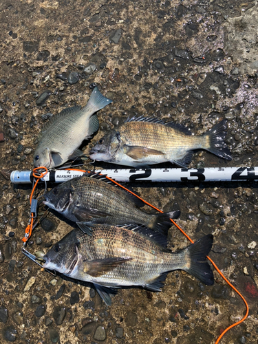 クロダイの釣果