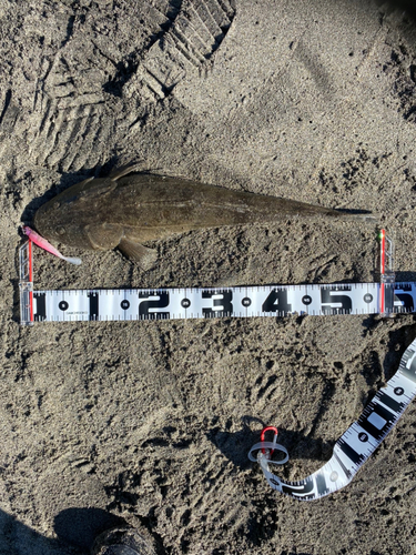 マゴチの釣果