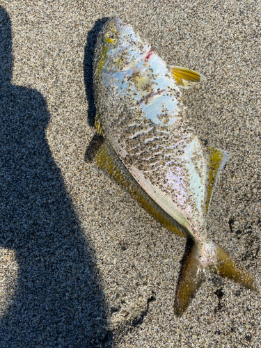 ショゴの釣果