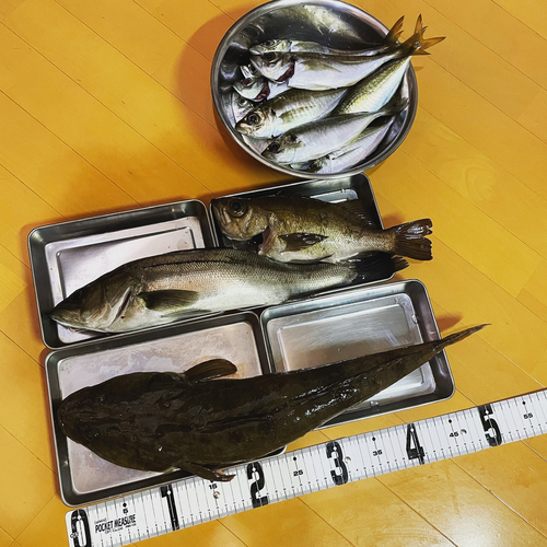 マゴチの釣果