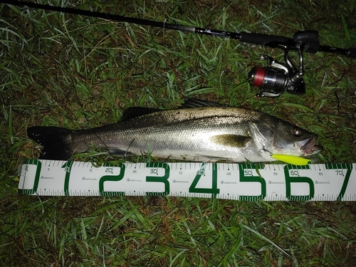 フッコ（マルスズキ）の釣果