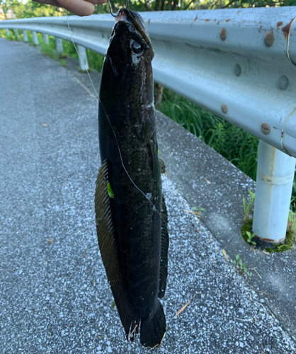 ライギョの釣果