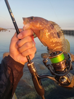 キジハタの釣果