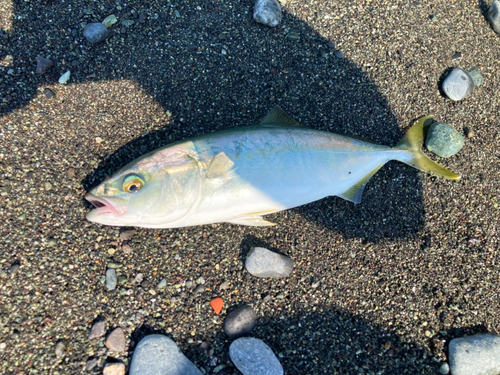 ワカシの釣果