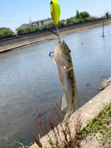 マハゼの釣果