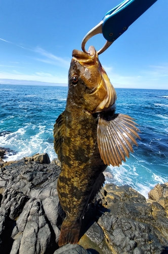 アブラコの釣果