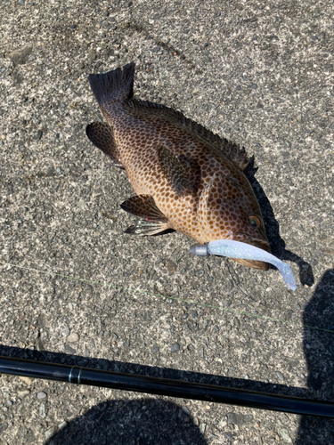 オオモンハタの釣果