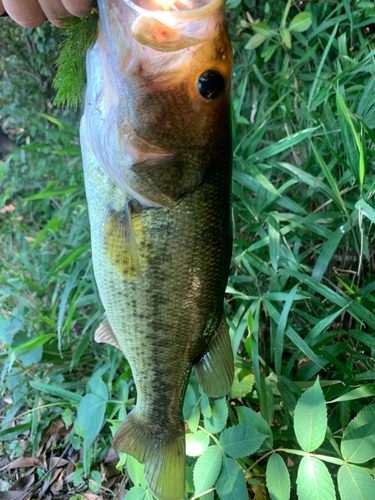 ラージマウスバスの釣果