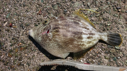 カワハギの釣果