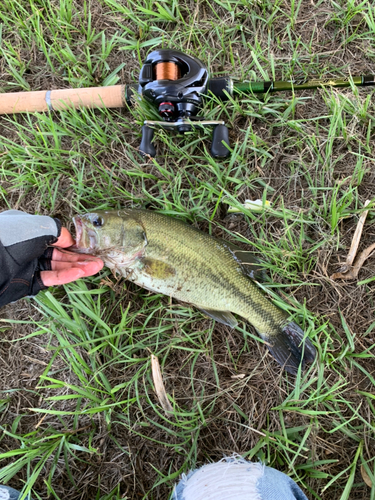 ブラックバスの釣果