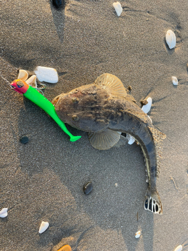 マゴチの釣果