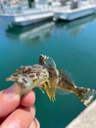 アナハゼの釣果