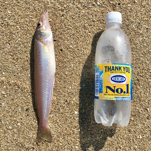 キスの釣果