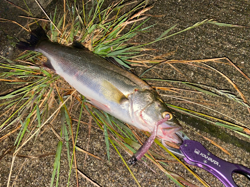 セイゴ（マルスズキ）の釣果