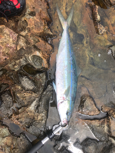 ツムブリの釣果