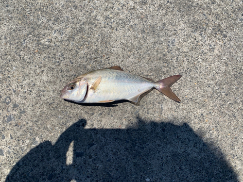 ショゴの釣果