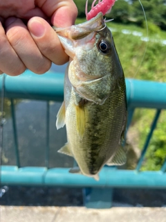 ラージマウスバスの釣果