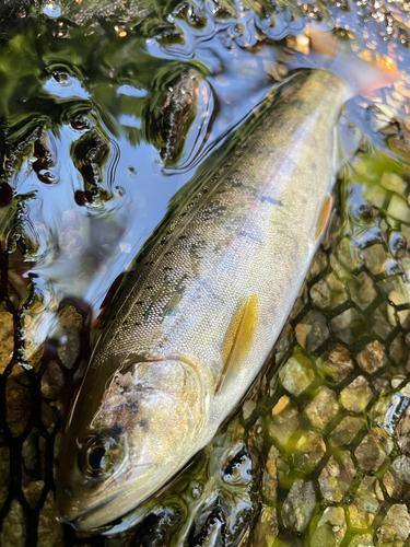 ヤマメの釣果