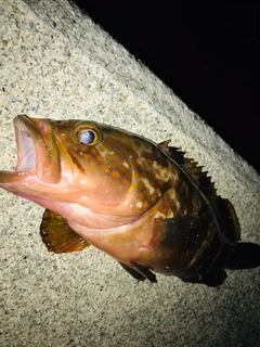 キジハタの釣果