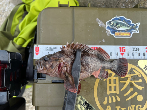 ムラソイの釣果