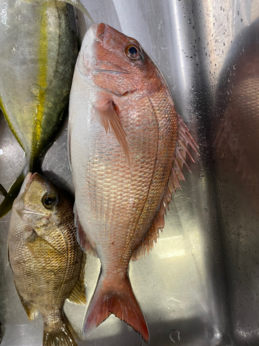 マダイの釣果