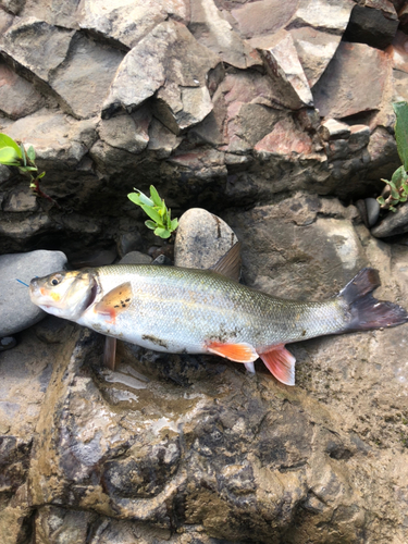 ウグイの釣果