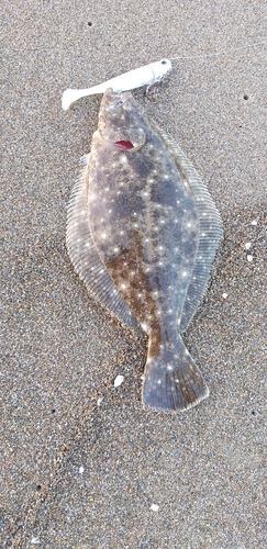 ソゲの釣果