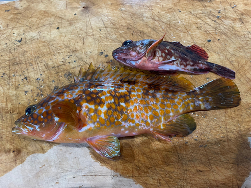 アコウの釣果