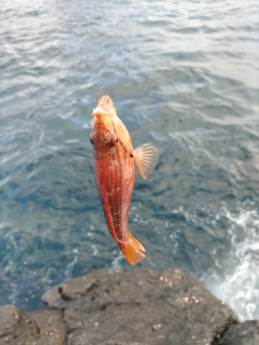 イソベラの釣果