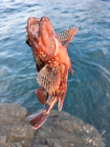 イソカサゴの釣果