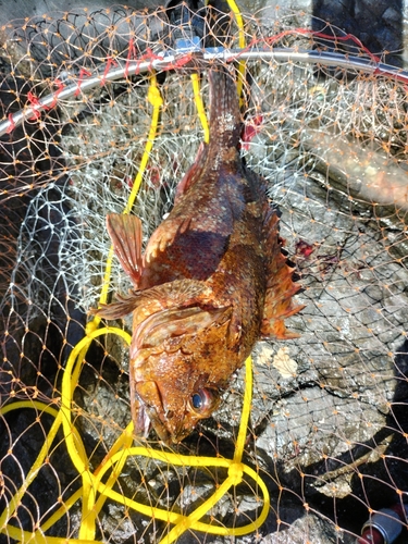 イソカサゴの釣果